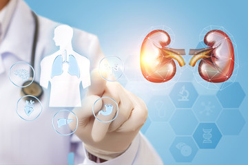 The doctor checks the kidney .