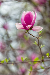 beautiful magnolia pink flowers on branches in sunny park.