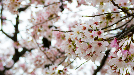 Close - up of Japan Cherry blossom fullbloom in spring season in japan.