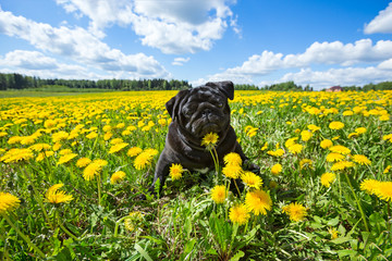 Young black pug in the grass among the dandelions