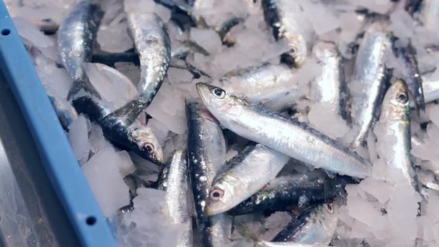 Detail of fresh anchovies in a fish market.