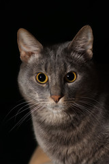 Cat portrait on black background