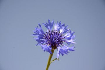 ASTER FLOWER