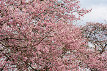 Group of Japan Cherry blossom fullbloom in spring season in japan.