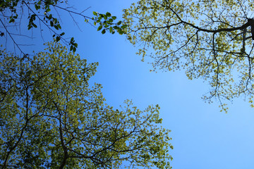 branch with blue sky