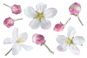 Foto op Canvas Apple flower collection on white © Leonid Nyshko