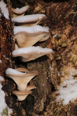 Pleurotus ostreatus, the oyster mushroom in winter with snow