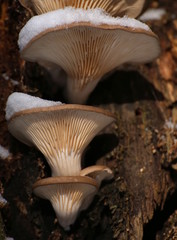 Pleurotus ostreatus, the oyster mushroom in winter with snow