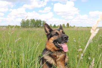 Dog german shepherd and grass around in a summer