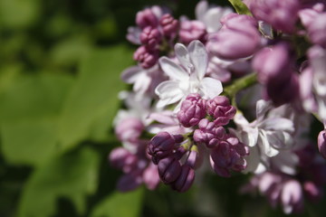 Lilac