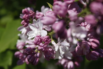 Lilac