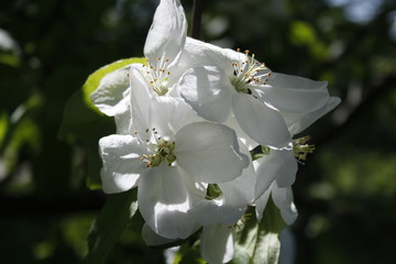 Apple flower