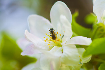 Blooming apple tree