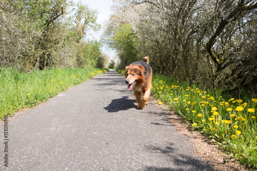 "Hund im Frühling beim Spaziergang " Stockfotos und lizenzfreie Bilder