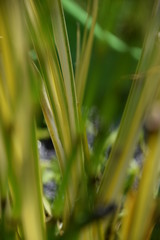 Teichpflanzen, grün blühend