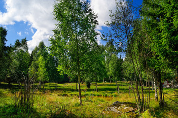 B&auml;ume im Sumpf, Virum, Vimmerby, Kalmar l&auml;n, Smaland, Schweden