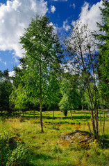 Obraz premium Bäume im Sumpf, Virum, Vimmerby, Kalmar län, Smaland, Schweden