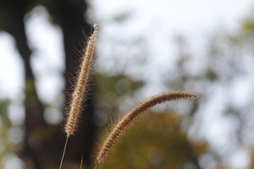 Fodder grass for cattle and cow with blurred background