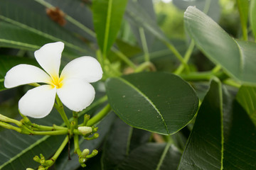 Champa in the garden