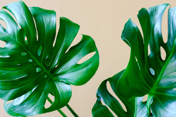Monstera leaves background © fortyforks