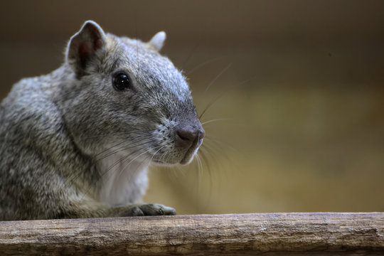 Rock cavy (Kerodon rupestris) sitting on a wooden board