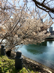 Obraz premium spring cherry blossoms, pink flowers. Japan.