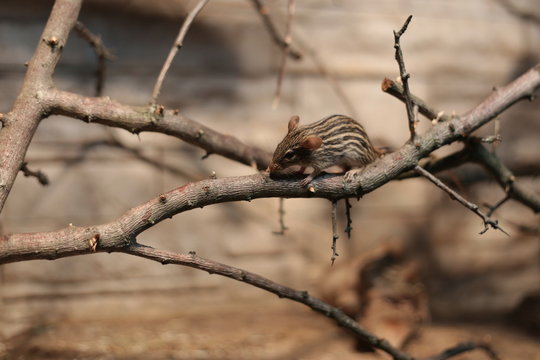 Striped grass mouse (Lemniscomys species) on a twig