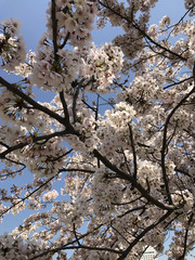 spring cherry blossoms, pink flowers. Japan.