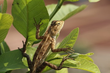 Indian chameleon on a tree branch