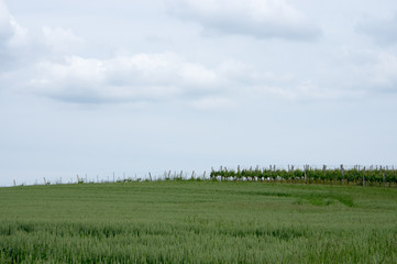 Fototapeta premium Pré et vigne