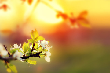 Fototapeta na wymiar Sunset. Spring blooming white cherry flowers on a blurred background orange sun on the horizon. Blurred space for your text.
