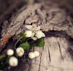 Dramatic Spring flowers on a rustic wooden background.