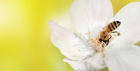 Bee close-up collects nectar (pollen) from the white flower of a flowering quince (Cydonia oblonga) on a  blurred yellow background, a banner for the site. Blurred space for text
