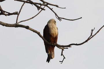 Brahmani kite sitting on a branch