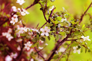 Spring flowers blooming white cherry closeup on a background  blurred green grass