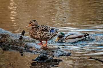 Hen Mallard on log with drake splashing behind in blue sky reflected pond. 