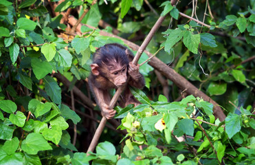 Baby baboon in bush