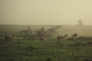 African gazelles are grazing in morning fog.