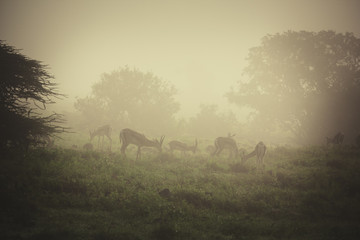 African gazelles are grazing in morning fog.