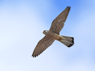 Fototapeta na wymiar Lesser kestrel (Falco naumanni)