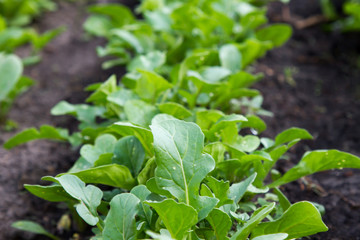 Arugula plant growing from soil in organic vegetable garden