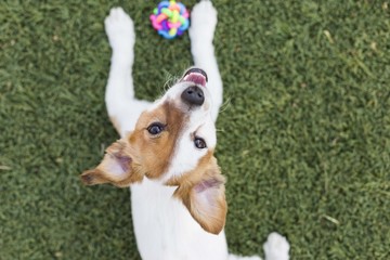 cute young small dog playing with his toy, a ball and looking at the camera. Green grass background. Pets