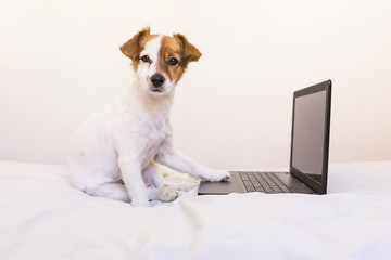 cute young small dog working on laptop at home. Bedroom. Indoors.  Pets and technology. Home. white background