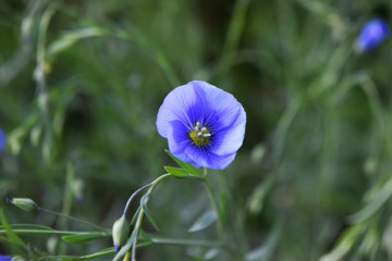 blue flower
