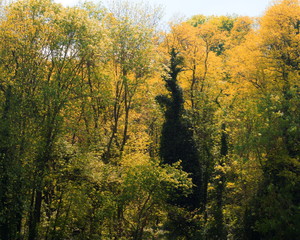 Fototapeta premium IL est de retour...