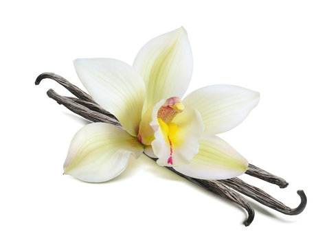 Single vanilla flower pods isolated