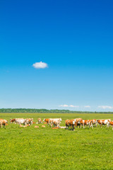 Fototapeta na wymiar Cows on farm in nature park Lonjsko polje, Croatia 