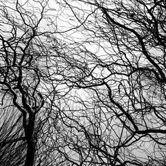 Tree branches silhouette black and white background texture. Forest background theme.