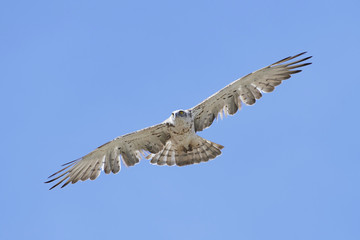 Short-toed snake eagle (Circaetus gallicus)