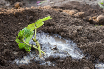 Planting strawberries